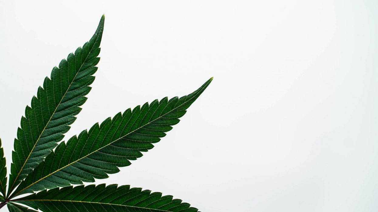 three leaves from a marijuana plant pictured over a white background