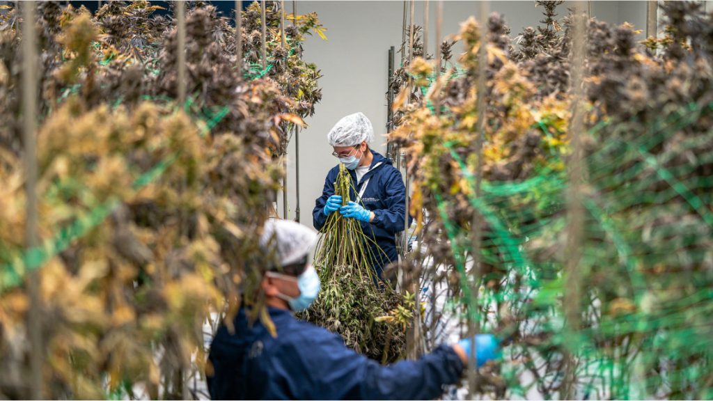 image of cannabis industry for unconstituional tax article