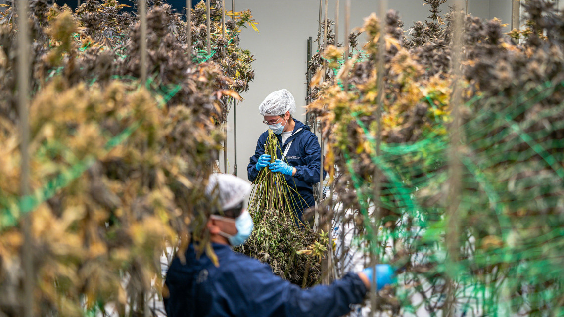 image of cannabis industry for unconstituional tax article